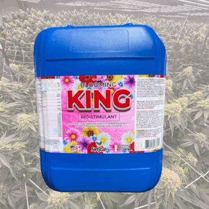 Blooming King 1 gallon